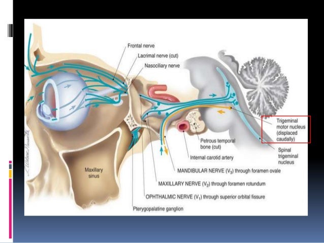 Carotid douloureux endarterectomy facial nerve Girl with anal balls in ass